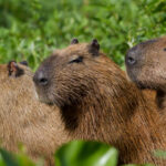 Kapibara