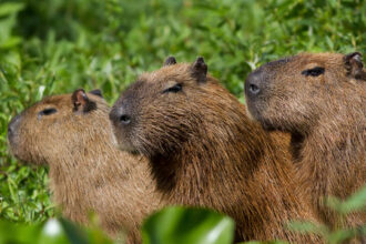 Kapibara