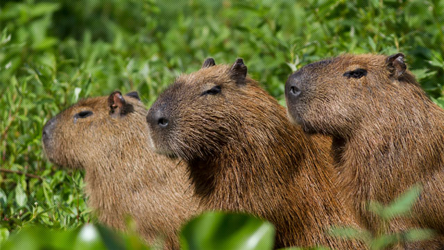 Kapibara