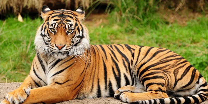 harimau